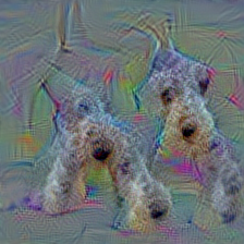 n02094433 Yorkshire terrier